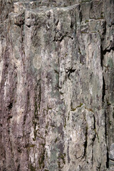 Petrified wood tree trunk