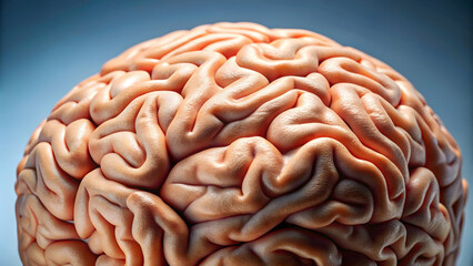 Obraz premium Close-up of a human brain with visible folds and wrinkles, brain, organ, intelligence, medical, science