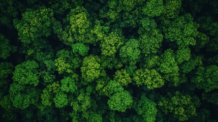 Naklejka premium Aerial View of Lush Green Forest Canopy