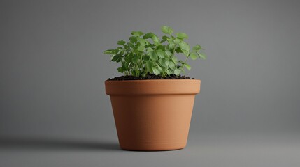 Fototapeta premium Coriander vegetable clay pot and soil miniature house plant botanical decoration