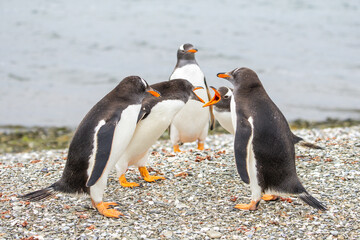 A group of Gentoo penguins (pygoscelis papua) on a shell shoreline screaming at one another. ...