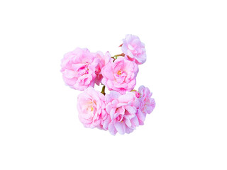 Flower Image on Transparent Background