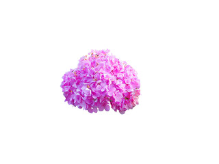 Flower Image on Transparent Background