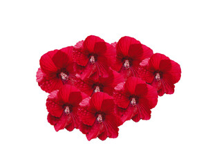 Flower Image on Transparent Background