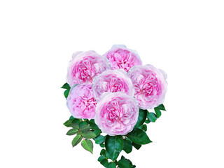 Flower Image on Transparent Background