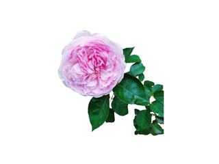 Flower Image on Transparent Background