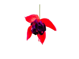 Flower Image on Transparent Background