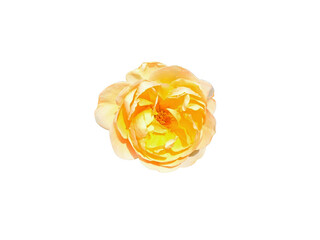 Flower Image on Transparent Background
