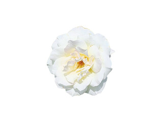 Flower Image on Transparent Background