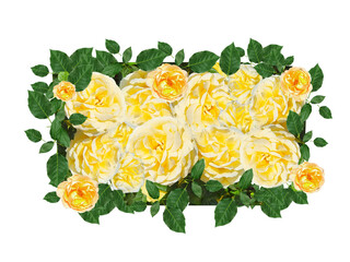 Flower Image on Transparent Background