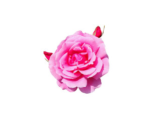 Flower Image on Transparent Background