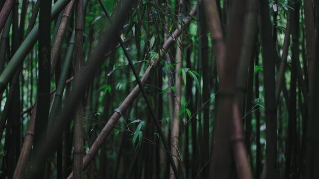 Moody dark mysterious bamboo forest 