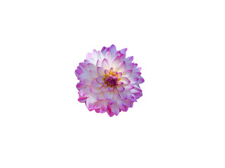 Flower Image on Transparent Background