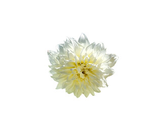 Flower Image on Transparent Background