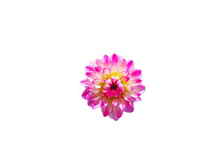 Flower Image on Transparent Background