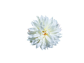 Flower Image on Transparent Background