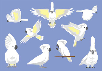 Umbrella Cockatoo Bird White Parrot Various Poses Vector Illustration © bullet_chained