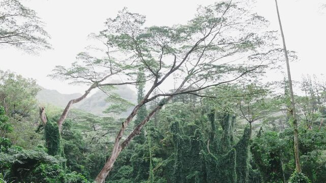 Cinematic Manoa Falls Trail landscape in Oahu, Hawaii