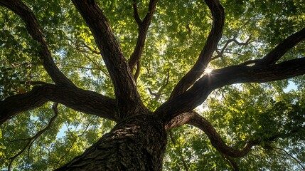 Naklejka premium Silhouette of a Tree in a Forest