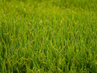 朝露に濡れた稲穂