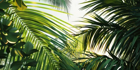 Sunlight shining through tropical palm leaves. Nature and jungle concept for travel and tropical designs.