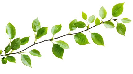 Fototapeta premium Green Branch with Leaves