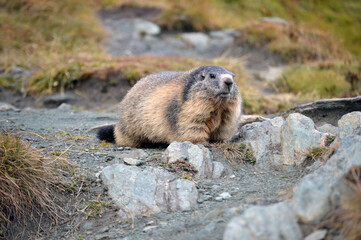 Austrian marmot full size