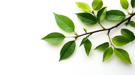 Green Branch with Leaves