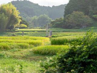 明日香村の棚田と大官大寺跡石碑
