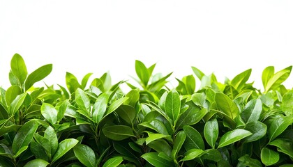 Obraz premium Lush green leaves of a hedge against a bright white background.