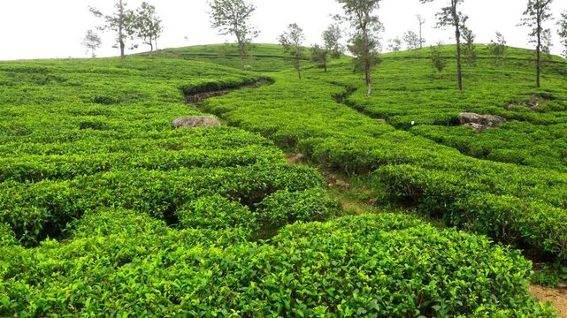 Flying  drone view over Ceylon green tea plantations 4K footage. Exotic countries traveling or tea cultivation agriculture concept. Lipton's seat, Haputale, Sri Lanka.