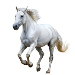 Obraz premium white horse. png isolated background. transparent background
