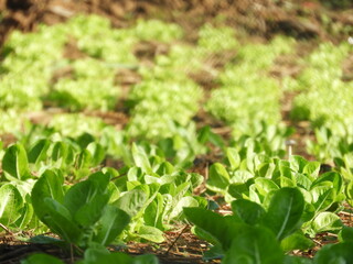 herbs  salad in the garden plant