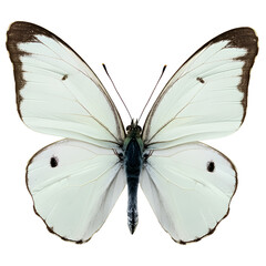 Beautiful White butterfly. png isolated background. transparent background