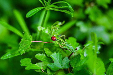 small, cute, red ladybird (Coccinellidae) with black dots sits on the green leaves of a plant in the forest in spring