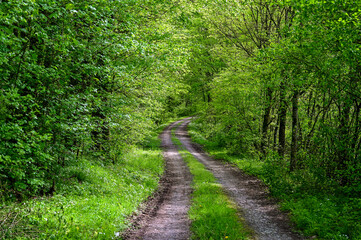 Beautiful forest path or forest track winds through the dense forest with green leaves on the trees in spring