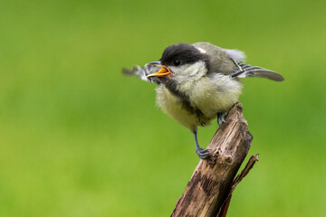 sikora bogatka (Parus Major)