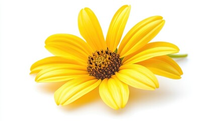 Obraz premium A Single Bright Yellow Flower with Brown Center on White Background