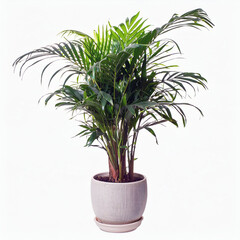 Green Palm Plant in White Pot