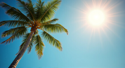palm tree on the beach