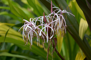 クリナム・アングスティフォリウム