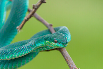green snake on a branch