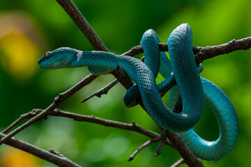 Blue Insularis Snake