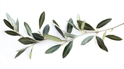 Obraz premium Olive Branch with Lush Green Leaves on White Background