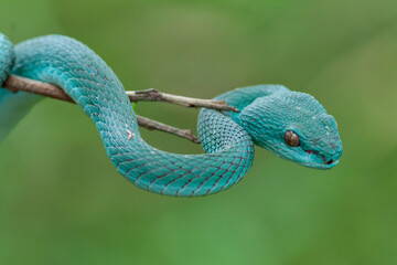 Blue Insularis Snake