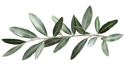 Obraz premium A Sprig of Olive Leaves with Green and Grey Hues Against a White Background