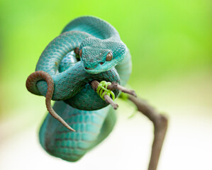 blue insularis pit viper