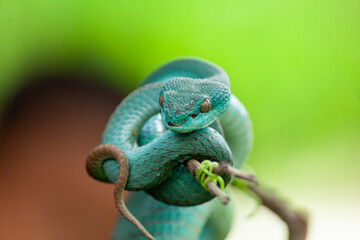 Close up Green Pit Viper snake