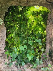 Green Trees Through a Broken Doorway