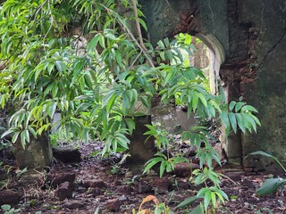 Green Trees Through a Broken Doorway